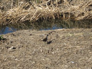 平成３０年度第４回野鳥観察会