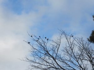 令和元年度第３回野鳥観察会